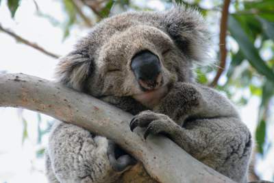 The Koala is the Goulburn Broken Catchment Management Authority’s catchment critter of the month. Photo S Drysdale.