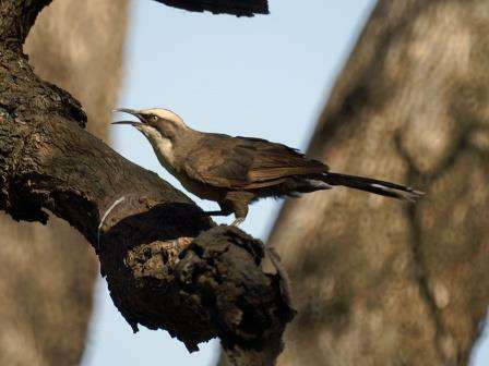Grey-crowned Babbler (photo courtesy of David Cook)