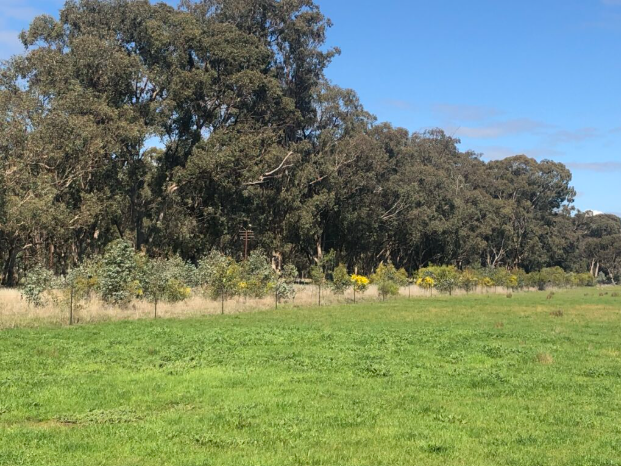 Longwood Plains planting