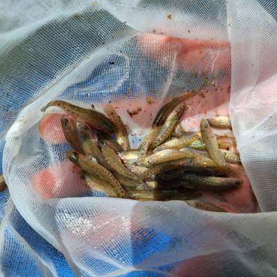 Findings of the latest Granite Creek fish population counts