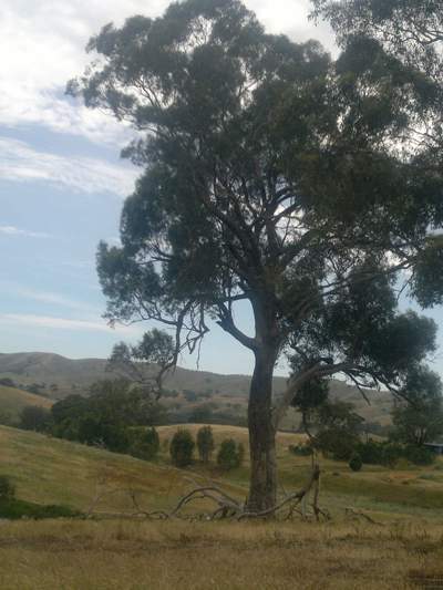 Trees provide shelter