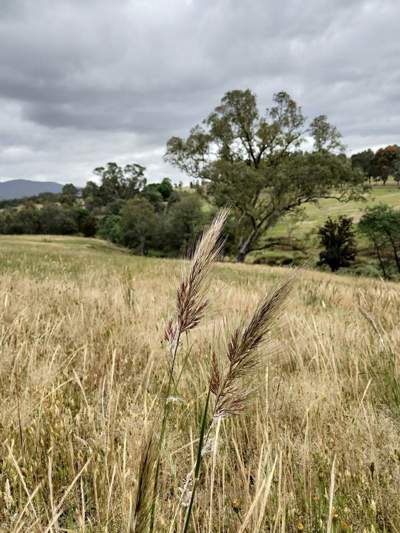 NAtive grass