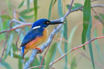 An Azure Kingfisher by Peter Poon was the front page image of this year’s Goulburn Broken Catchment calendar.