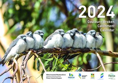 The 2024 Goulburn Broken Catchment calendar cover photo features White-breasted Woodswallows at Numurkah’s Kinnairds Wetland, by Catarina Gregson.