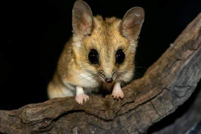 Fat-tailed Dunnart on branch at night