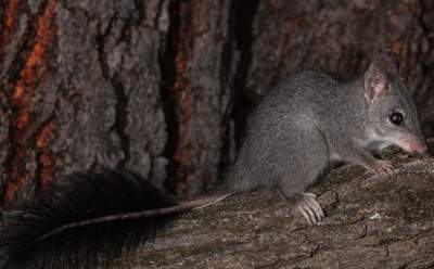 The Brush-tailed Phascogale is one of the nocturnal, native marsupials living in the Goulburn Broken catchment. 