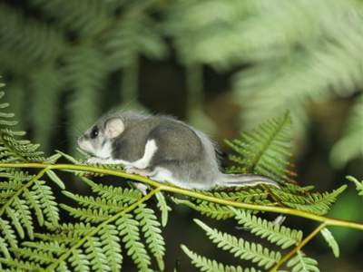 The Narrow-toed Feather-tailed Glider. Photo D Pendavingh.