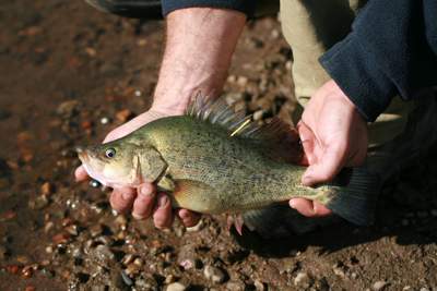 Native fish numbers, such as the Golden Perch, are expected to increase as a result of water for the environment in the Goulburn River