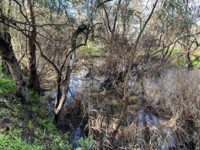 Invasive willow and periwinkle will be removed along Hughes Creek in Avenel.