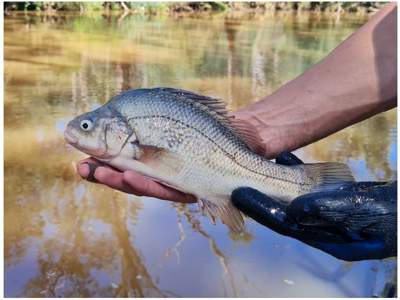 Wooden stakes in Hughes Creek are helping maintain the population of endangered Macquarie perch