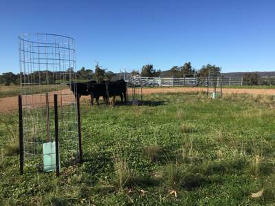 Free paddock tree guards are now available from the Goulburn Broken Catchment Management Authority.