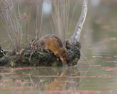 The Rakali is a native rodent found in Goulburn Broken catchment waterways. Photo: Roy Peachey.