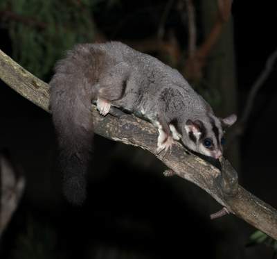 Squirrel Glider. Moonlit Sanctuary, Victoria. Photograph: D Paul, Museums Victoria.