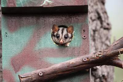 Sugar Gliders by Russell Jones