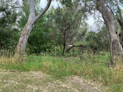 Invasive willow and desert ash trees will be removed along Hughes Creek in Avenel.