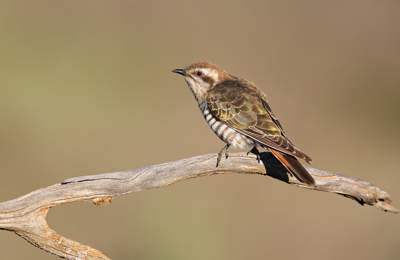 Horsfield’s Bronze-cuckoo and Common Bronzewing. Photos by Chris Tzaros.