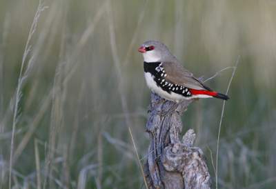 Diamond Firetail by Chris Tzaros.