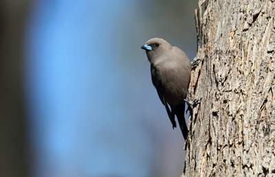 Dusky Woodswallow on a paddock tree. Photo Chris Tzaros