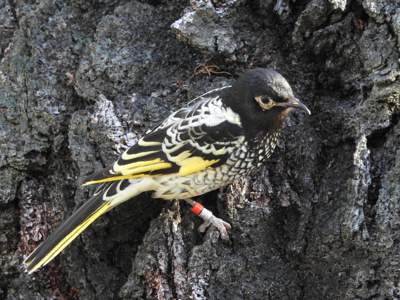 Banded Regent Honeyeater. Glen Johnson