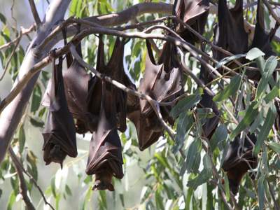 Grey-headed Flying-fox