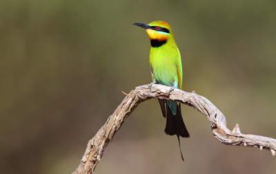 Rainbow Bee-eater by Chris Tzaros.