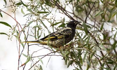 Regent Honeyeater