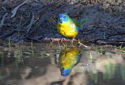 Turquoise Parrot by Chris Tzaros. Gould’s Wattled Bat by William Terry.