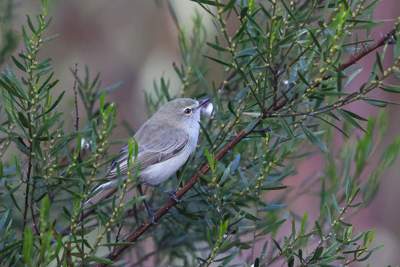 Western Gerygone by Catarina Gregson