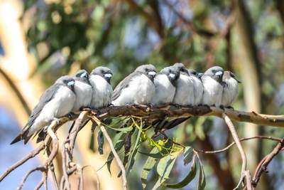 This year’s Goulburn Broken Catchment calendar cover photo features White-breasted Woodswallows at Numurkah’s Kinnairds Wetland, by Catarina Gregson.