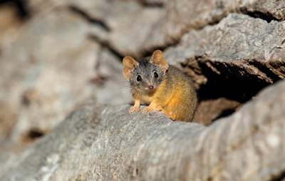 Yellow-footed Antechinus by Chris Tzaros 2. Owlet Nightjar by Ruth Ault.