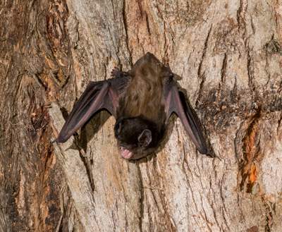 Goulds Long eared bat. William Terry