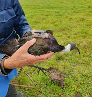 Straw-necked ibis, fitted with location trackers at the Western Treatment Plant