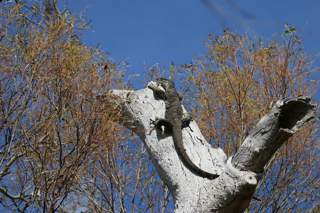 Lace monitor on a hollow tree. Photographer: Ros King