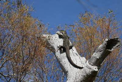 Lace monitor on a hollow tree. Photographer: Ros King