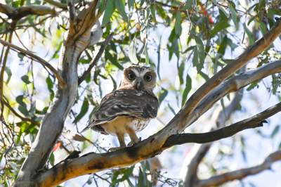 Australian Boobook by Richard Gregson.
