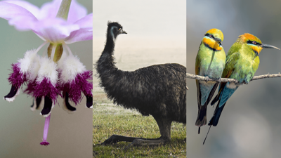 GB CMA annual calendar photographs by Shellie Drysdale, Rebecca Polonski and Kerryn Buckley