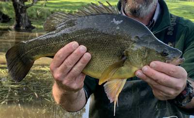 Native fish in Broken River