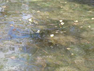 The invasive cabomba weed in Lake Benalla.