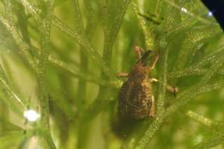 Cabomba weevil. Photographer - Dr Kumaran Nagalingam