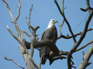 White-bellied Sea Eagle by Suzey Barker