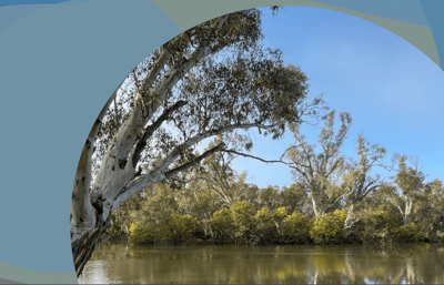 Gum tree with the GB brand colours around it