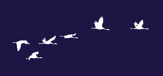 ibis flying in the sky