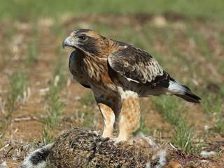 Little Eagle perched on a boulder - Russell Jones