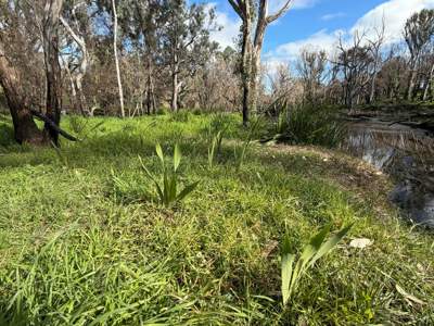 Watsonia along Hughes Creek. Christine Glassford, GB CMA
