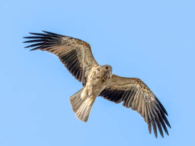 Whistling Kite flying in a blue sky by Jenny Younger