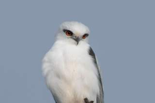 Black-shouldered Kite by Jenny Younger