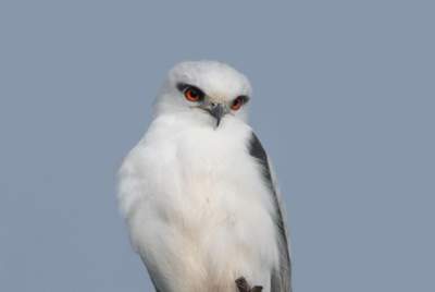 Black-shouldered Kite by Jenny Younger