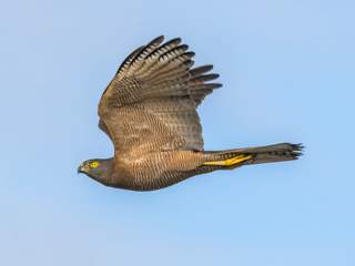 Collared Sparrowhawk by Jenny Younger.