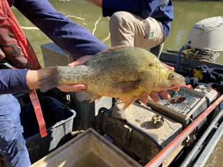 Golden Perch caught in the Goulburn River