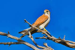 Nankeen Kestral - Photographer: Peter Poon